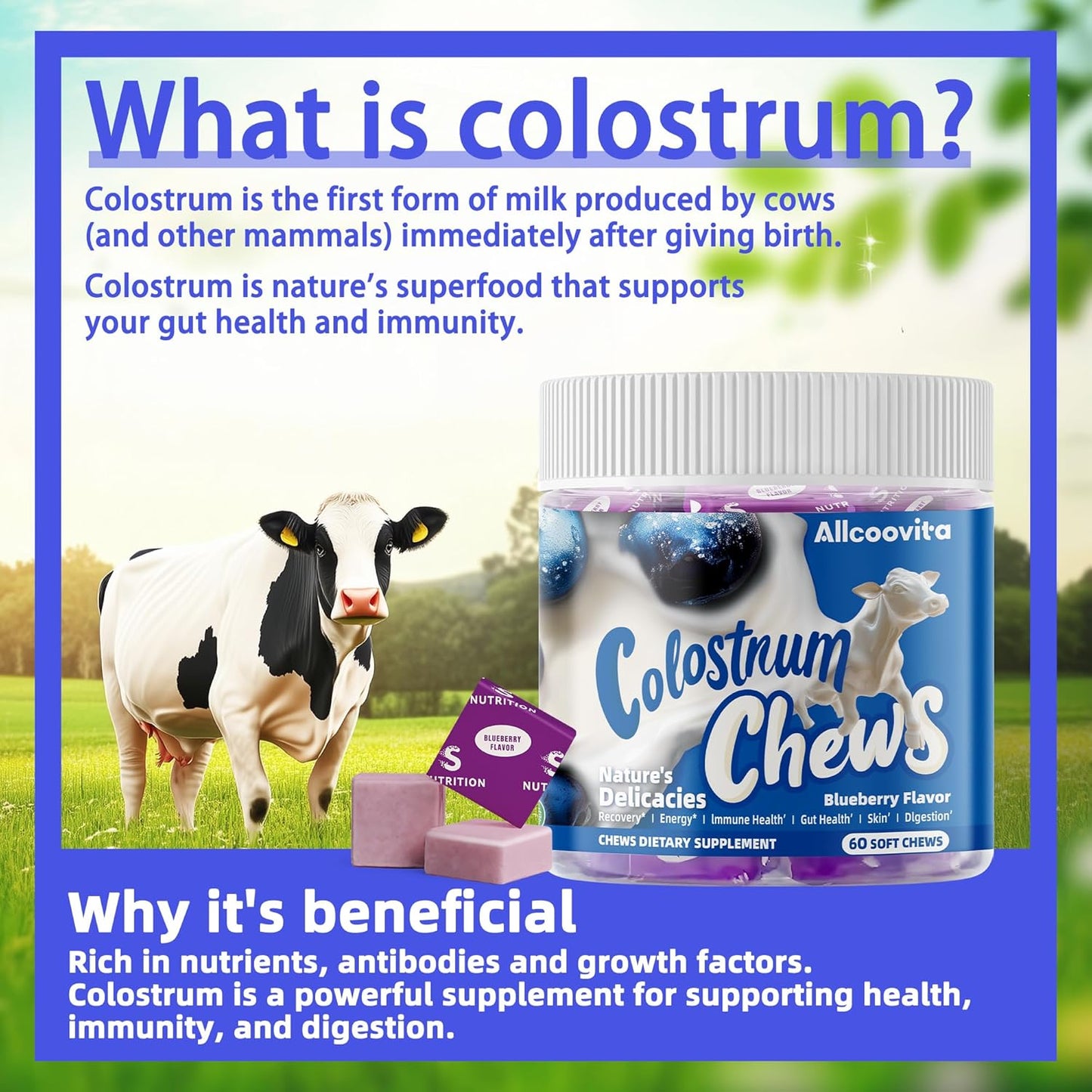 Bovine Colostrum Chews Supplement with Probiotics for Gut Health, Bloating, Immune Support, Skin, Hair Growth and Beauty - Blueberry Flavor (60 Servings)