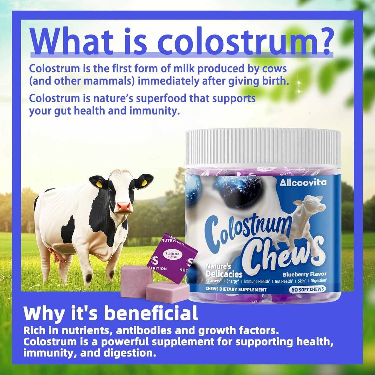Bovine Colostrum Chews with Probiotics – Blueberry Flavour (60 Servings) | Gut Health, Immunity & Beauty Support